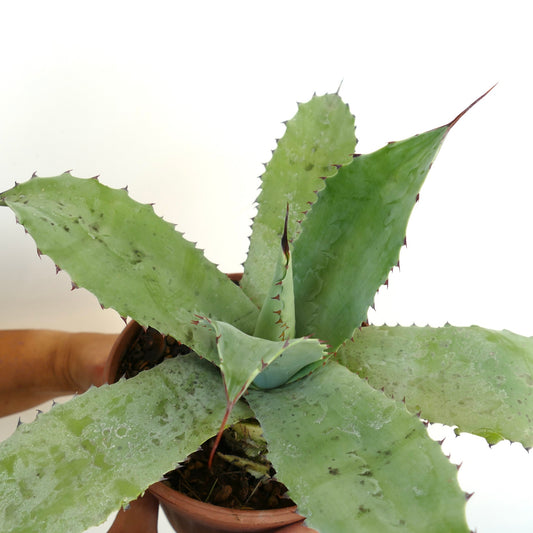 Agave americana X mitis succulent with broad blue-green leaves and reddish spines on edges
