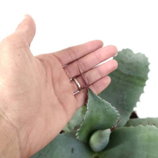 Agave cerulata X ovatifolia X eborispina succulent with thick green leaves and sharp reddish spines