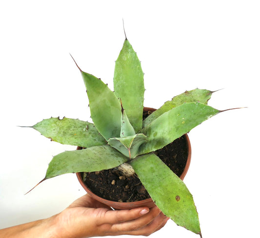 Agave ovatifolia X Agave celsii succulent with broad green leaves and sharp spines in pot