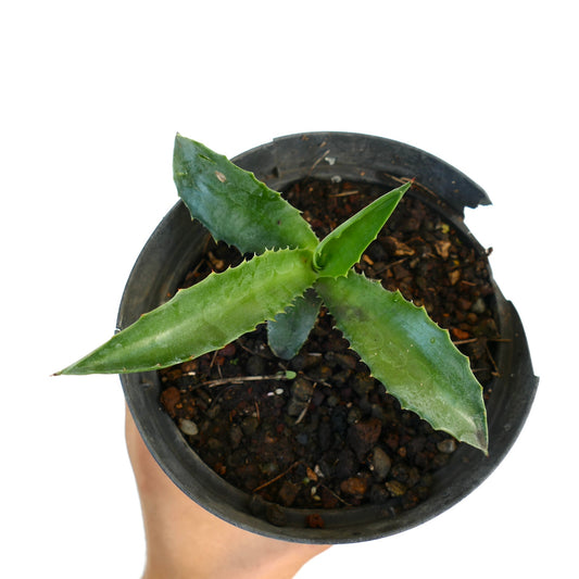 Agave decipiens X americana young succulent with thick green spiny leaves in black pot