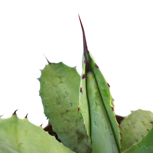 Agave parryi X Agave ovatifolia succulent with thick green leaves and sharp reddish spines