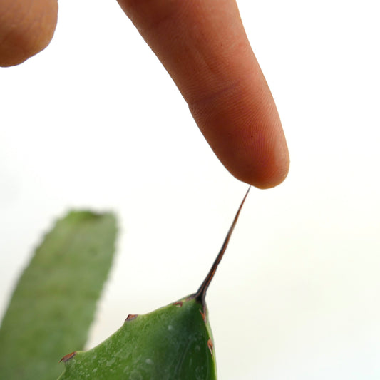 Agave celsii X Agave parryi close-up of green succulent leaf with long sharp spine and finger touching tip