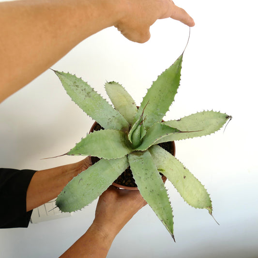 Agave cerluata X utahensis succulent with broad green leaves and long terminal spines in pot