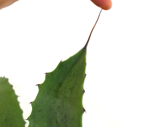 Agave americana X Agave eborispina Sukkulentenblatt mit scharfen Dornen und verlängerter Enddornspitze