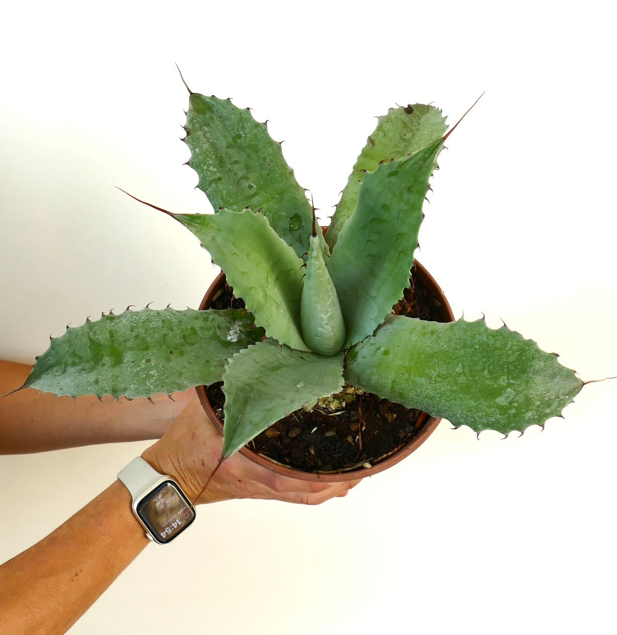 Agave parrasana X Agave eborispina succulent with thick blue-green spiny leaves in terracotta pot