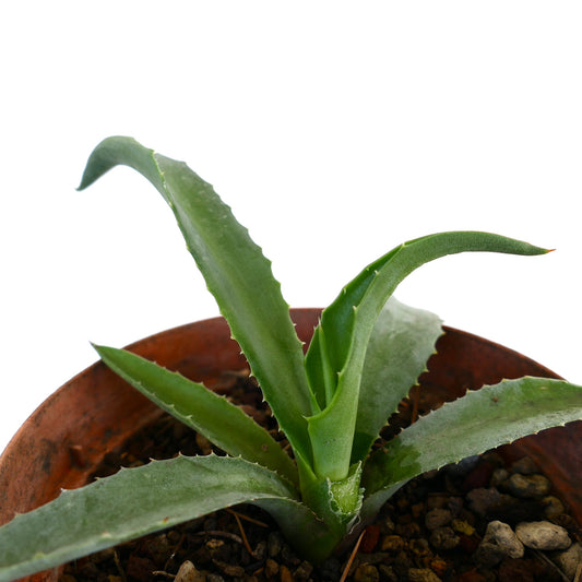 Agave decipiens X Agave americana succulent with thick green spiny leaves in terracotta pot