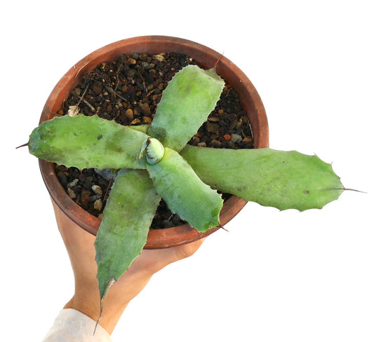 Agave applanata X Agave americana succulent with broad green leaves and sharp spines in terracotta pot