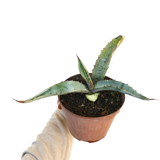 Agave marmorata succulent with broad blue-green leaves and sharp spines in pot