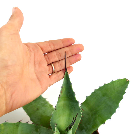 Agave albescens X Agave parrasana succulent with thick green leaves and sharp dark spines