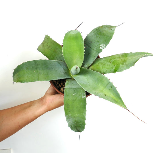 Agave weberi X Agave ovatifolia succulent with broad green leaves and long sharp spines
