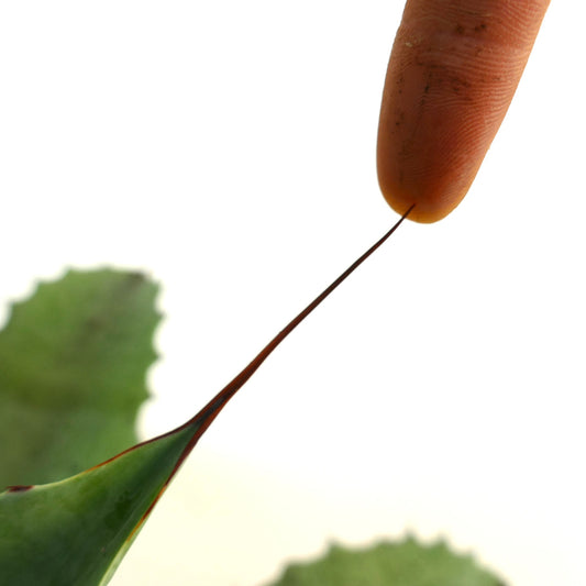 Suculenta Agave verschaffeltii X Agave cerulata x Agave eborspina con espinas largas y afiladas y hojas verde gruesas