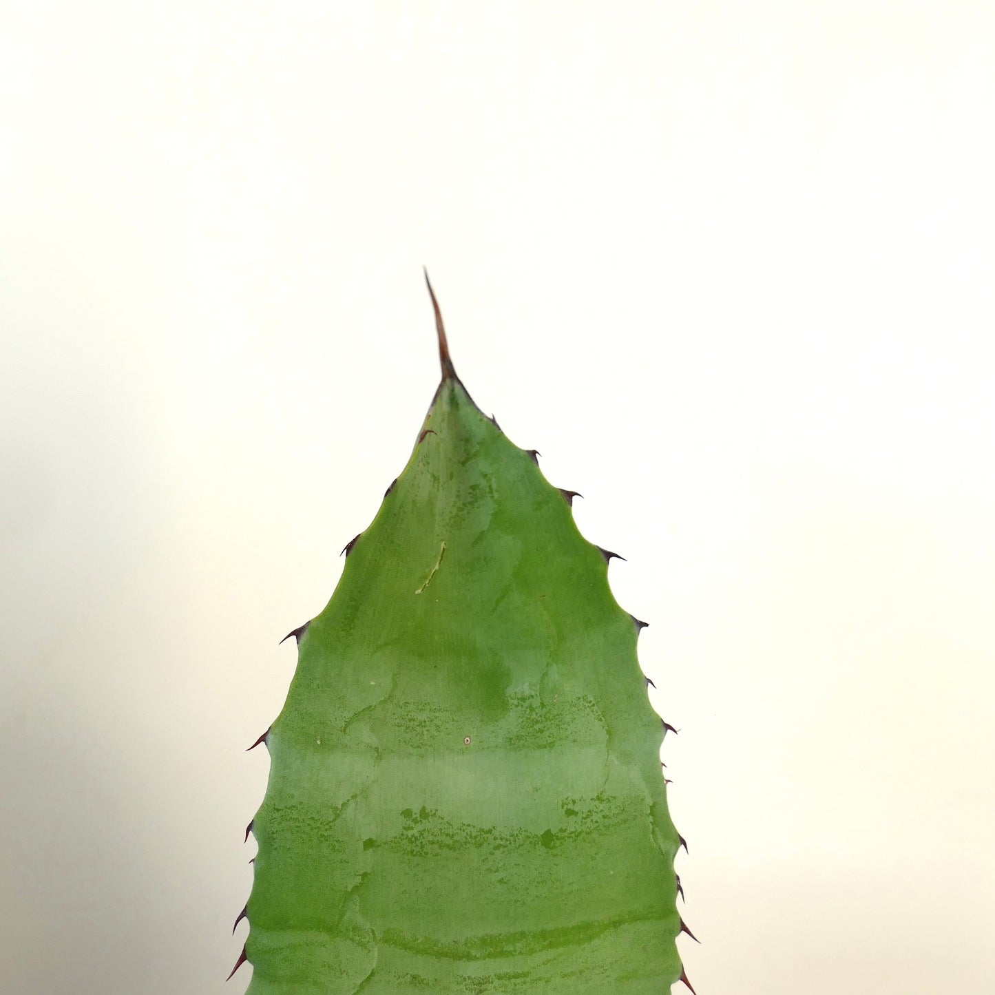 Agave ovatifolia x Agave celsii succulent leaf with sharp brown spines and smooth green texture