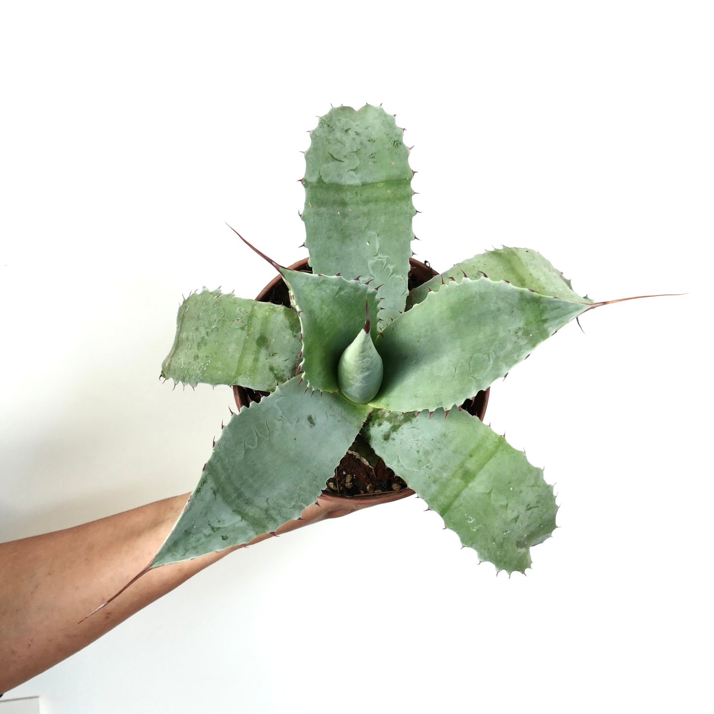 Agave cerulata X ovatifolia X eborispina vetplant met brede blauwgroene bladeren en scherpe roodachtige stekels