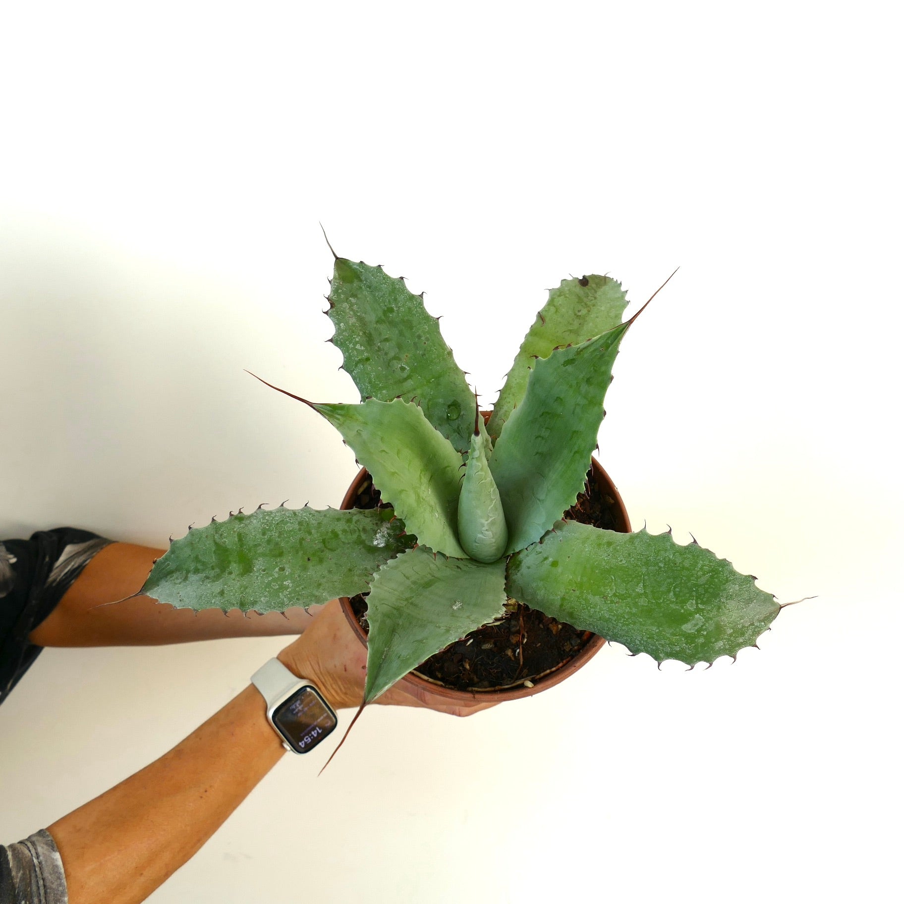 ジ*ナ様 アガベ 中型 緑色 肉厚 ハイブリッド ジ*ナ様 アガベ 中型 緑色 肉厚 ハイブリッド ジ*ナ様 アガベ 中型