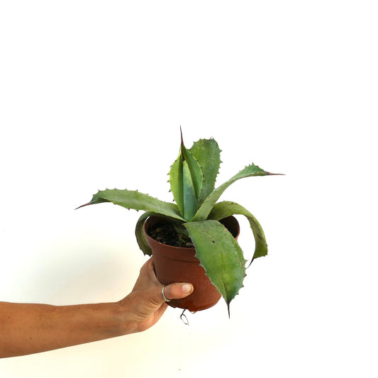 Agave parrasana X Agave ovatifolia succulent with thick spiny green leaves in a brown pot