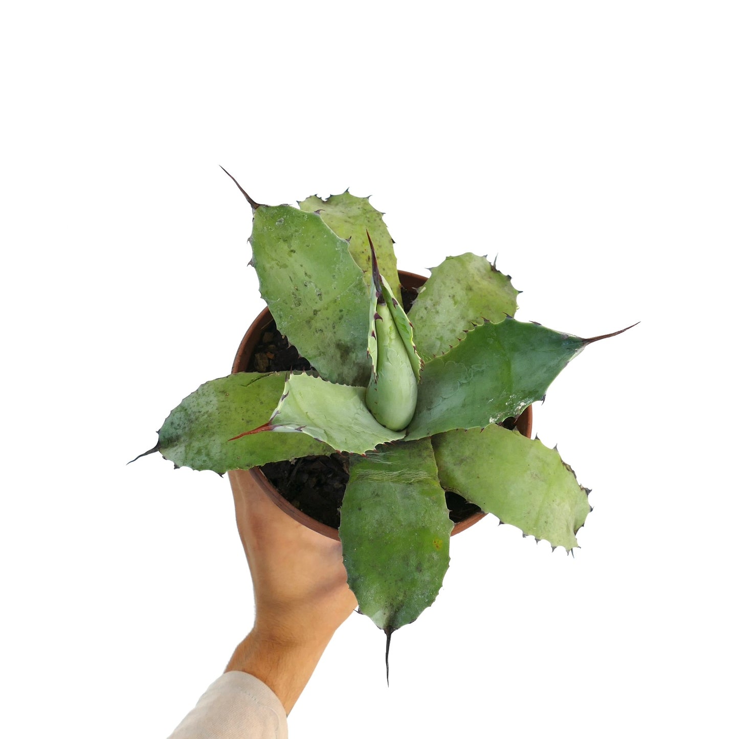 Agave parryi X Agave ovatifolia succulent with broad green leaves and sharp spines in pot