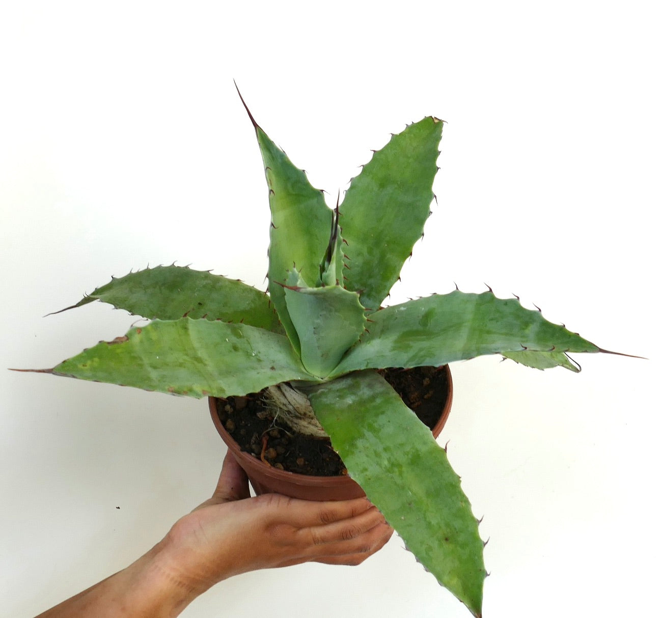 Suceente Agave albescens X Agave parrasana con larghe foglie verdi spinose in vaso tenuto a mano