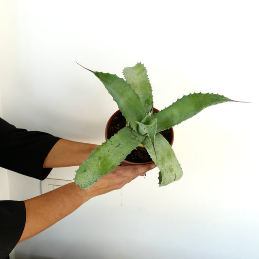Agave parrasana X mitis succulent with broad spiny green leaves in a small pot held by hands