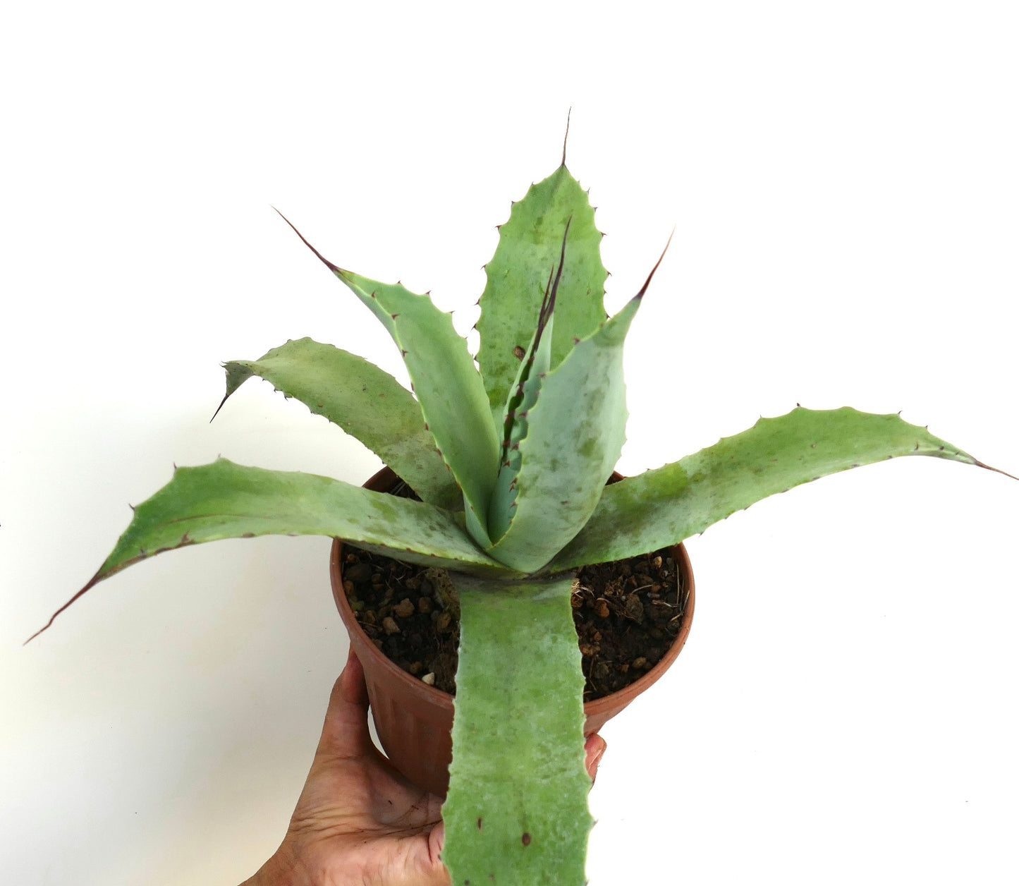 Agave americana X Agave eborispina succulent with broad green leaves and sharp brown spines