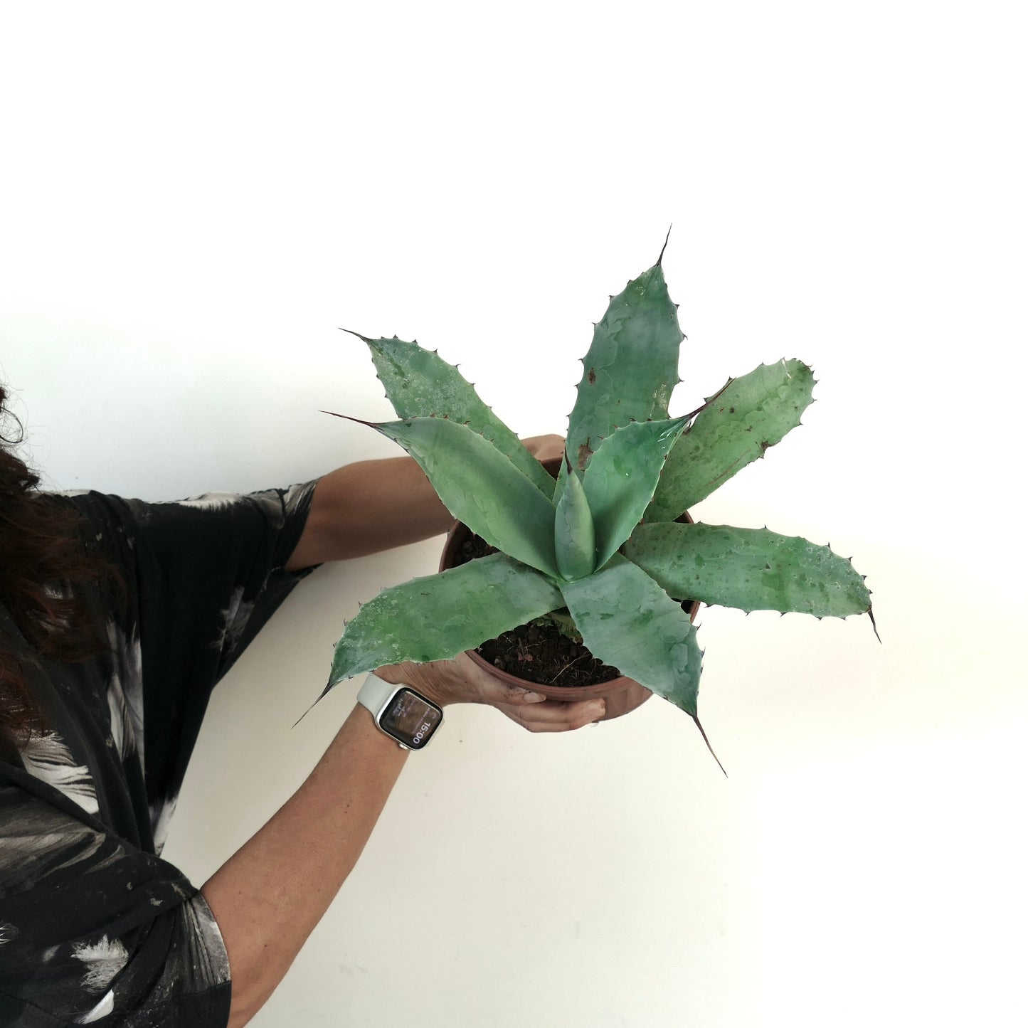 Agave eborispina X cerulata succulent with broad blue-green leaves and sharp spines in pot