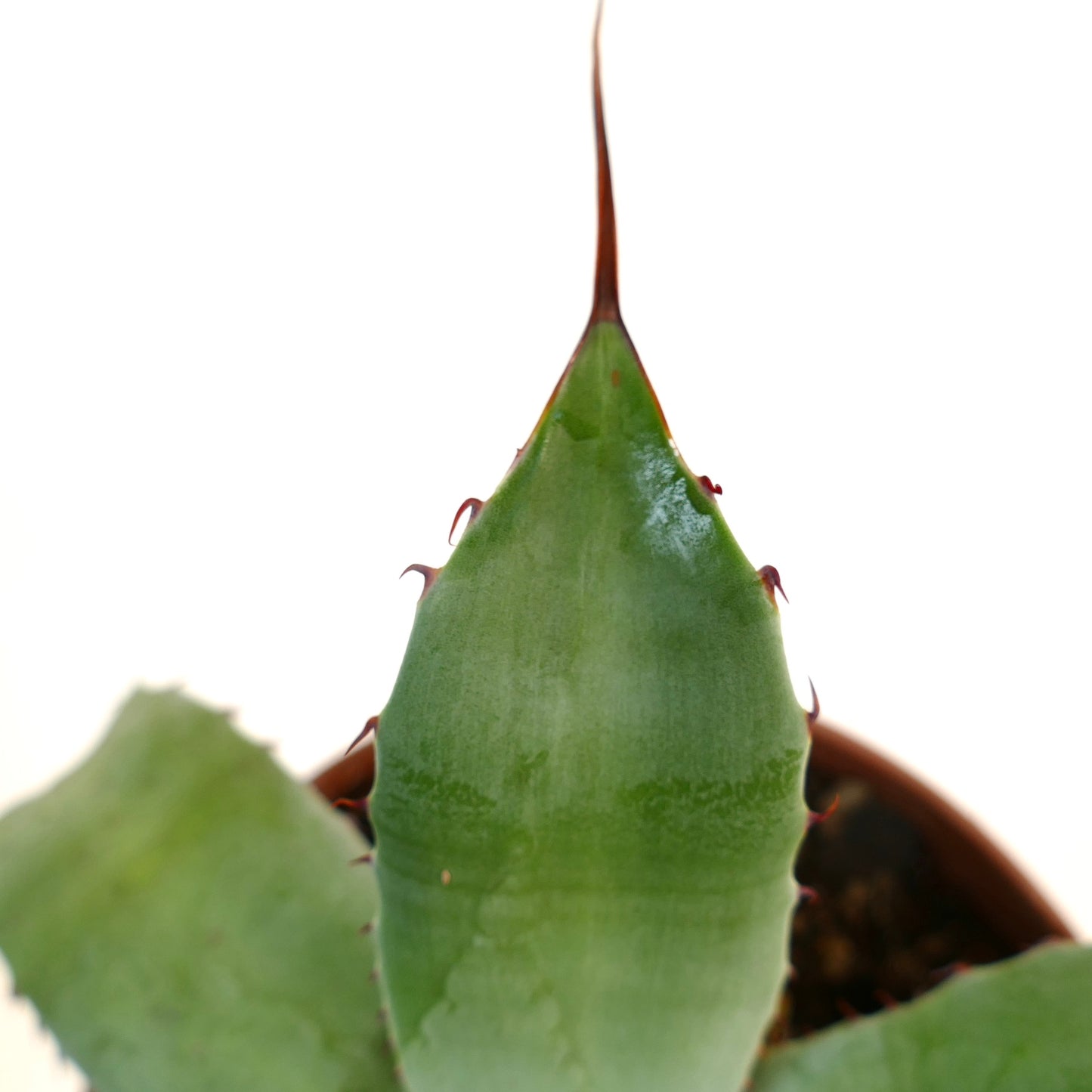 Agave eborispina X Agave subsimplex succulent with thick green leaves and reddish spines