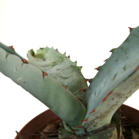 Agave marmorata succulent with thick blue-green leaves and reddish spines along edges