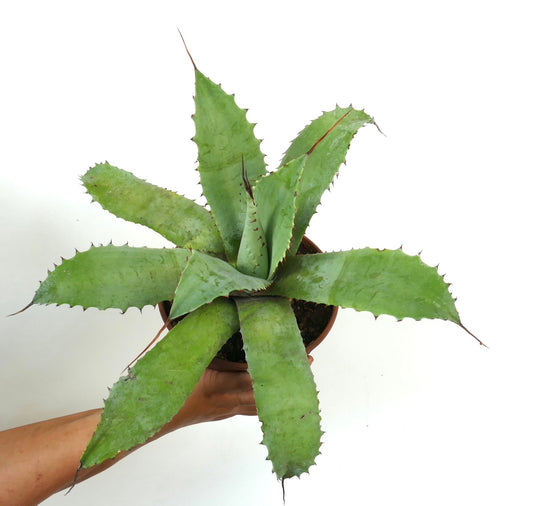 Agave utahensis X ovatifolia X americana suculenta con largas espinas y hojas verdes anchas