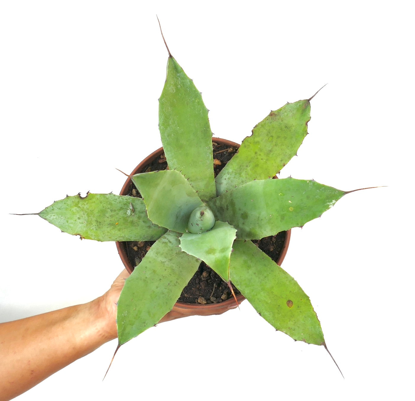 Agave ovatifolia X Agave celsii succulent with broad green leaves and sharp terminal spines in pot