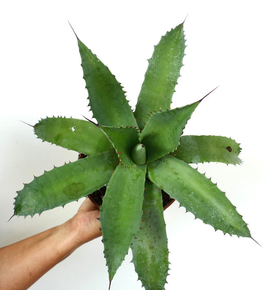 Agave decipiens X americana X asperrima large succulent with thick spiny green leaves