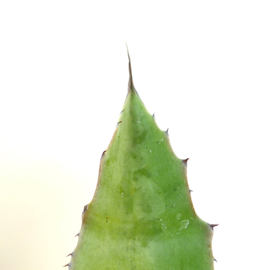 Suculenta Agave verschaffeltii X bovicornuta X eborspina con espinas afiladas y punta de hoja verde puntiaguda