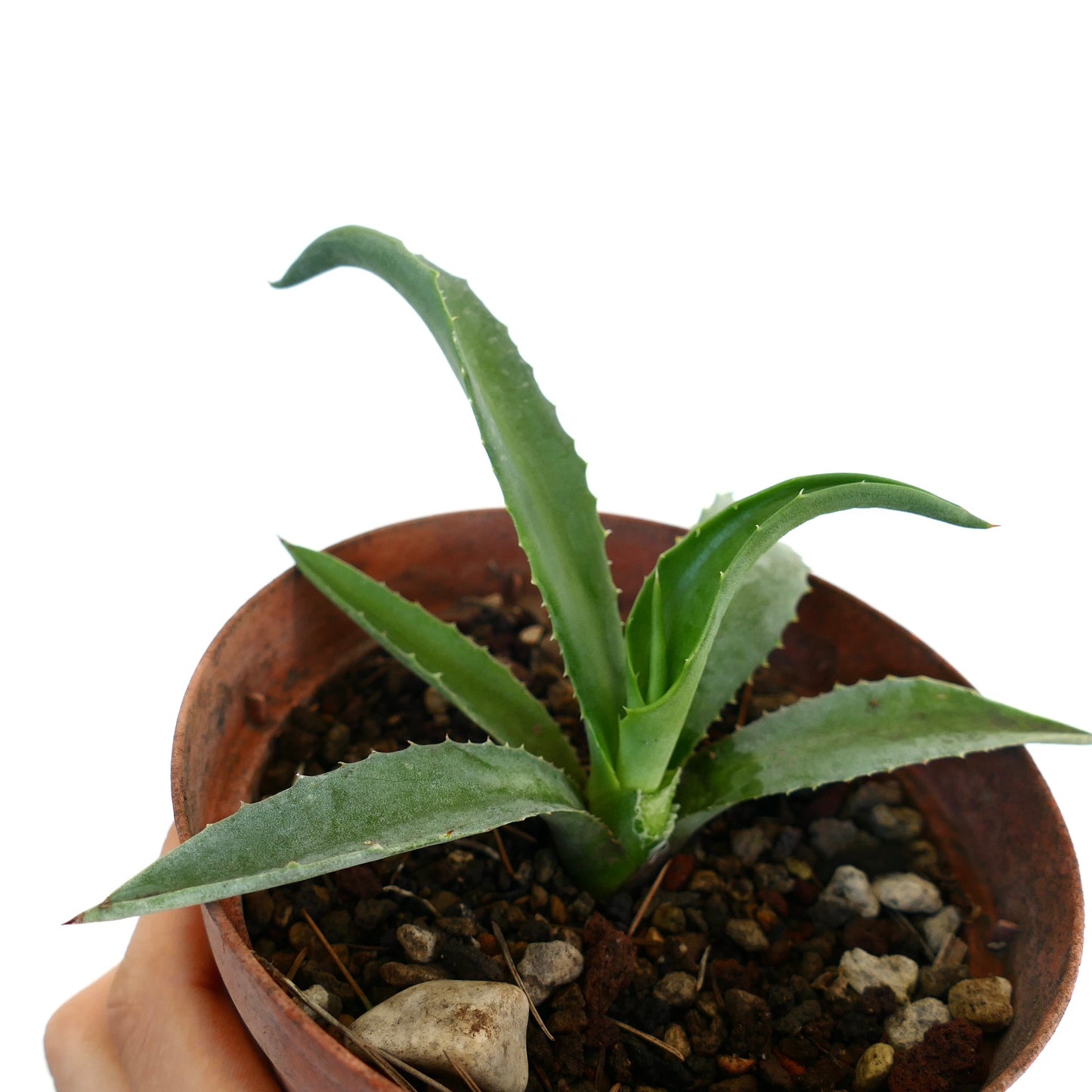 Agave decipiens X Agave americana succulent with spiky green leaves in terracotta pot