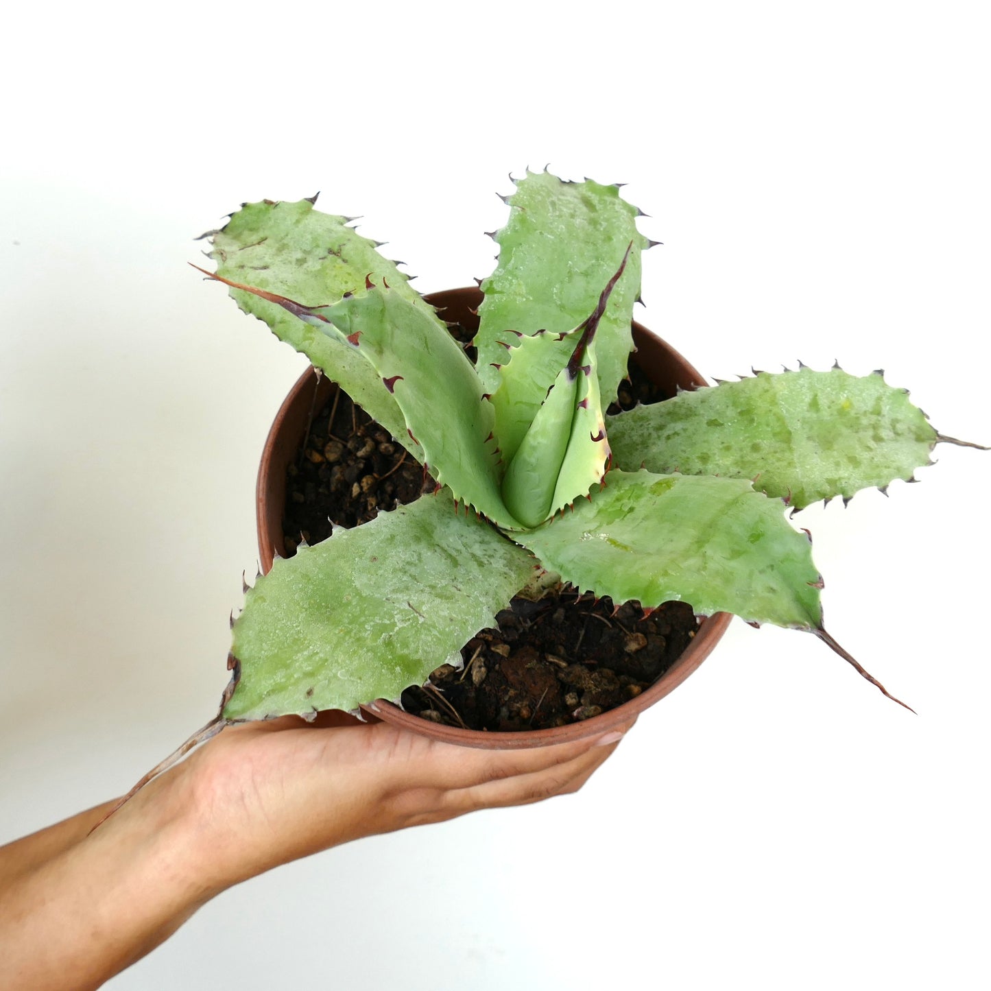 Agave potatorum cv BECKY X Agave utahensis succulent with broad spiny leaves and pointed tips in pot