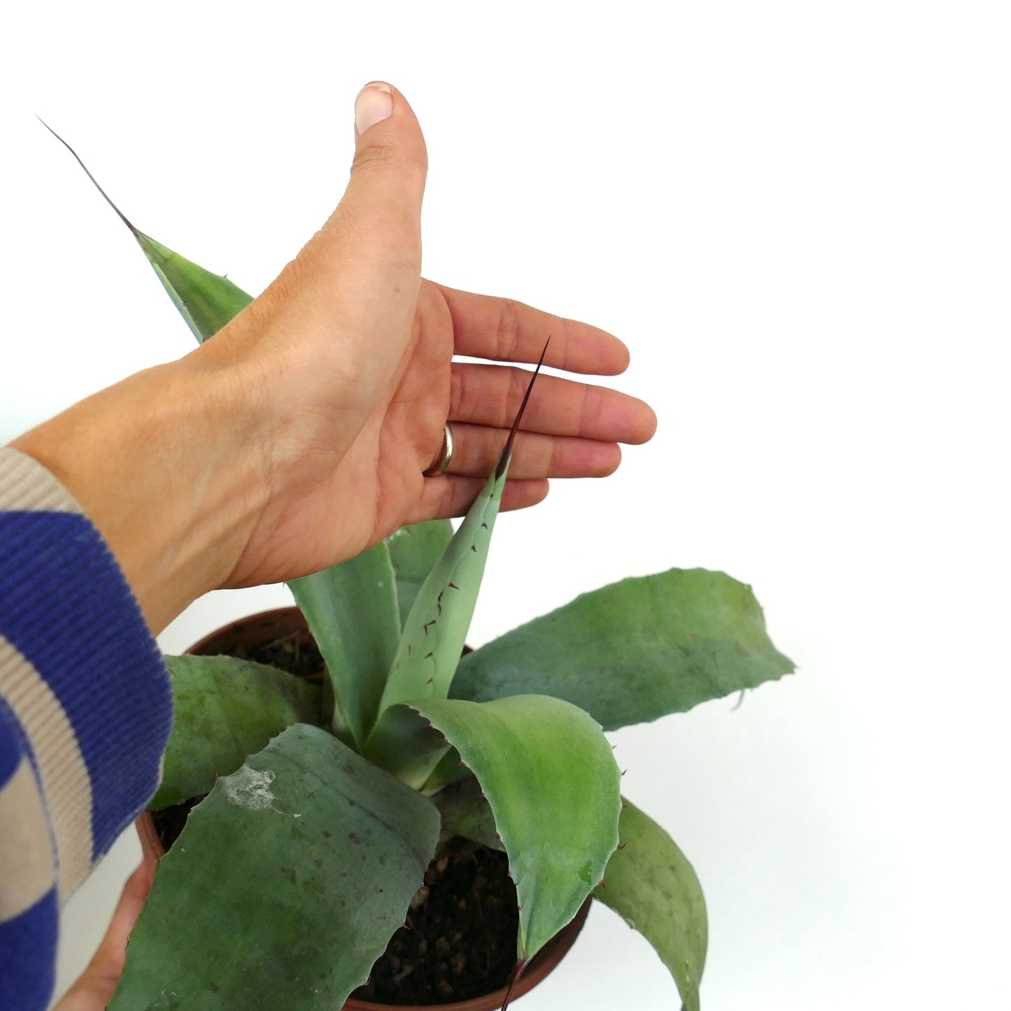 Agave weberi X Agave ovatifolia succulent with thick green leaves and long sharp spines