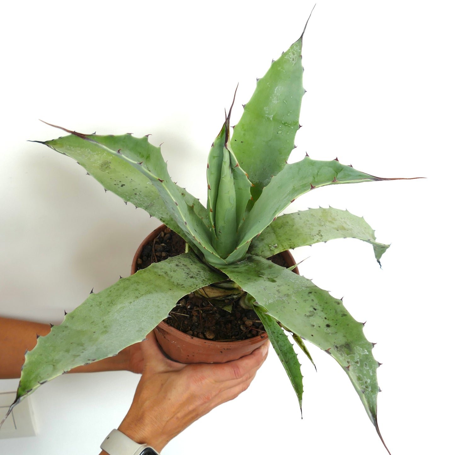 Agave americana X angustifolia succulent with broad spiny leaves and pointed tips in terracotta pot