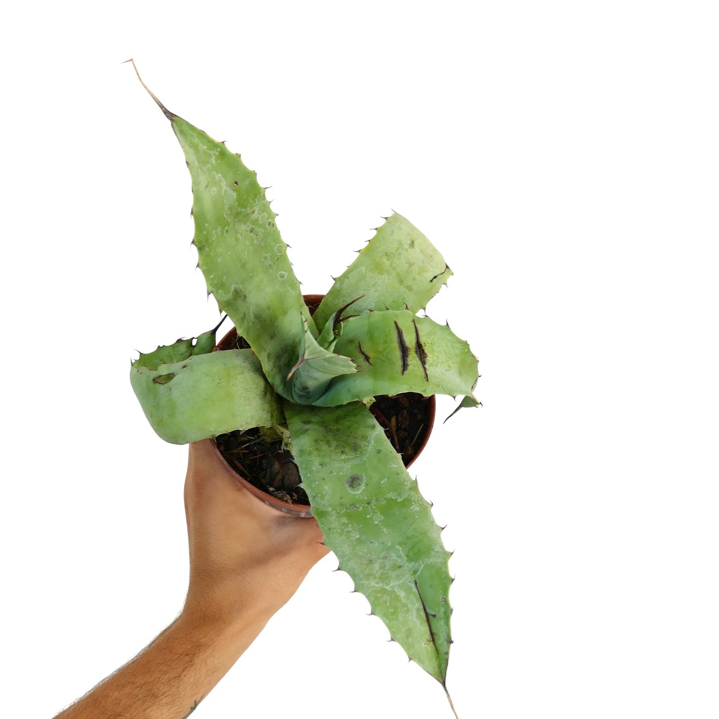 Agave parrasana X bovicornuta X eborispina succulent with broad spiny green leaves and dark markings
