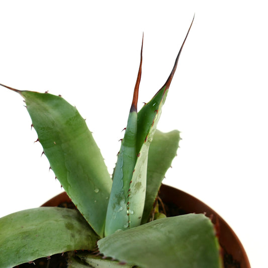 Agave eborispina X Agave subsimplex succulent with thick green leaves and sharp brown spines