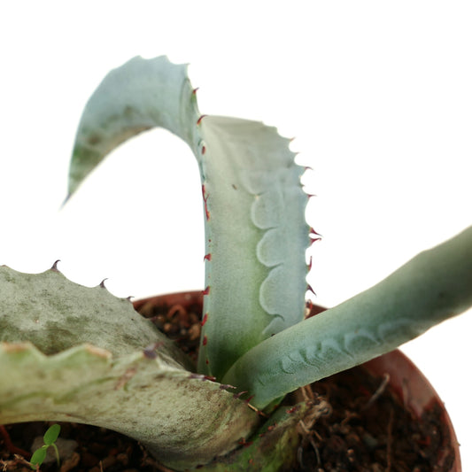 Agave marmorata succulent with thick blue-green leaves and reddish spines in pot