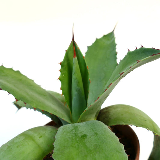 Agave celsii X Agave bovicornuta X Agave parryi succulent hybrid with thick green leaves and reddish spines
