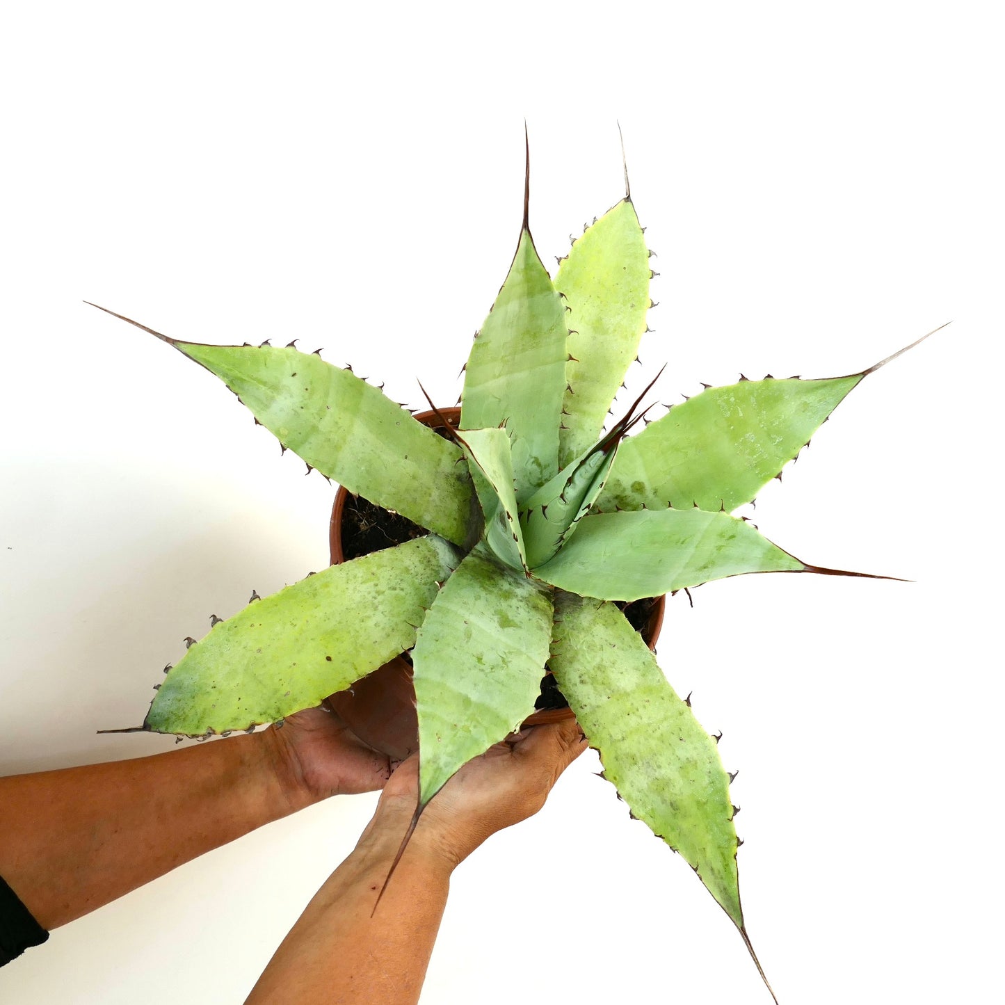 Agave utahensis x eboripsina x cerulata suculenta con hojas verdes anchas y espinas marrones afiladas