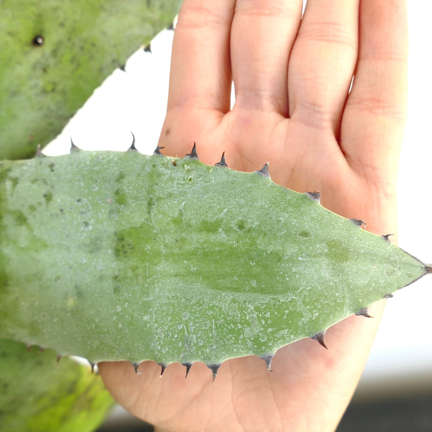 Feuille succulente d’Agave asperrima subsp. potosiensis X Agave utahensis avec des épines sombres pointues et une texture poudreuse
