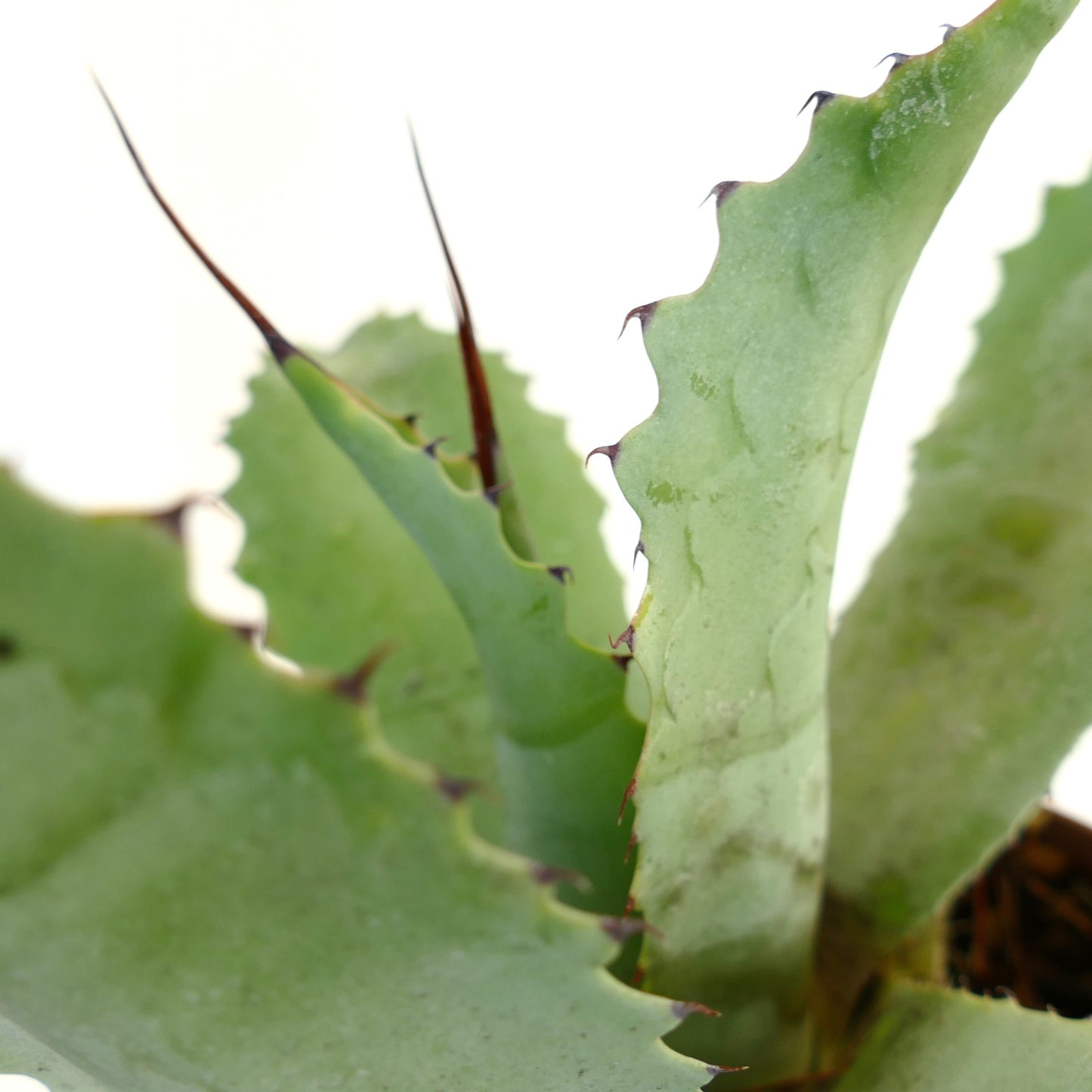 Agave parrasana X Agave bovicornuta succulent with thick blue-green leaves and sharp brown spines