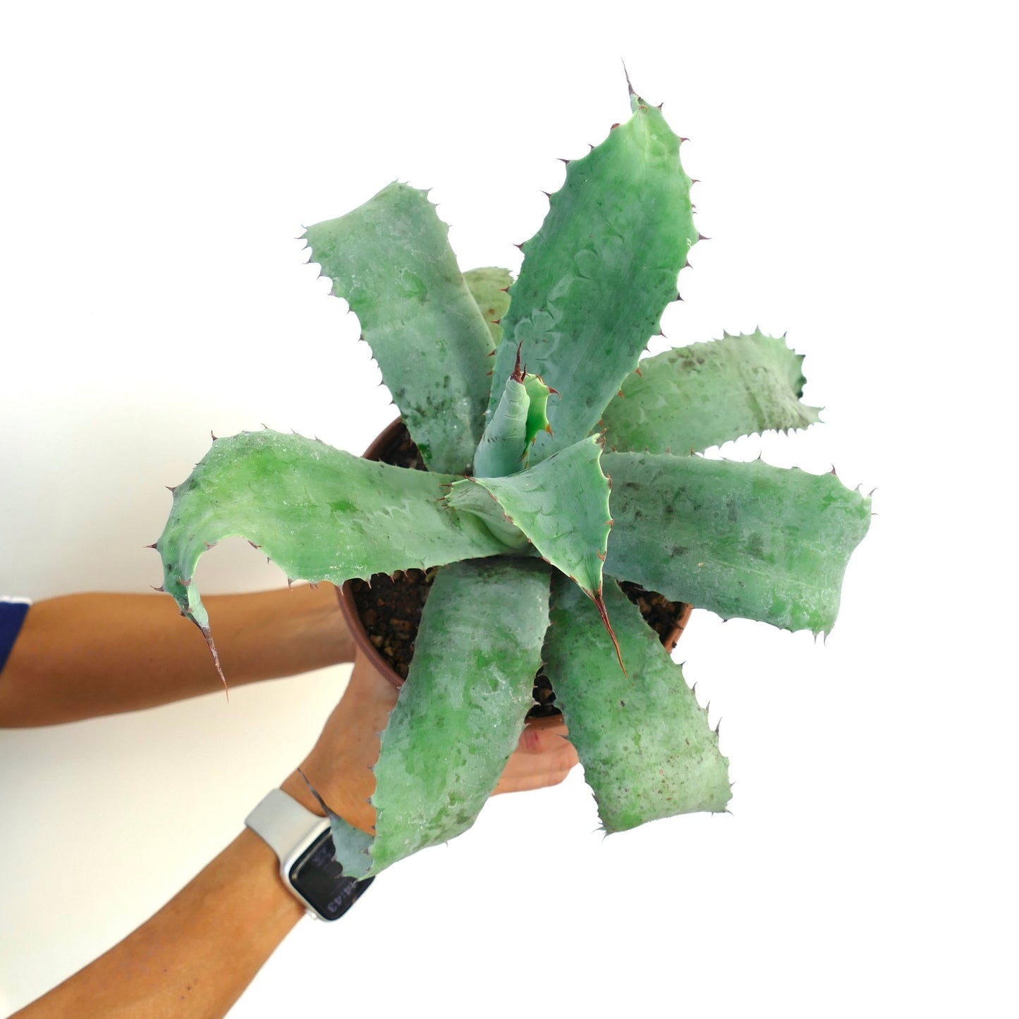 Agave americana X Agave ovatifolia succulent with wide, spiny, blue-green leaves in a pot