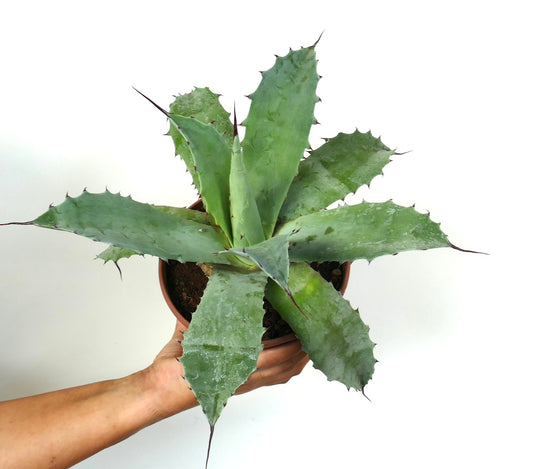 Agave ferox X Agave ovatifolia Hybrid-Sukkulente mit dicken blau-grünen, dornigen Blättern im Topf