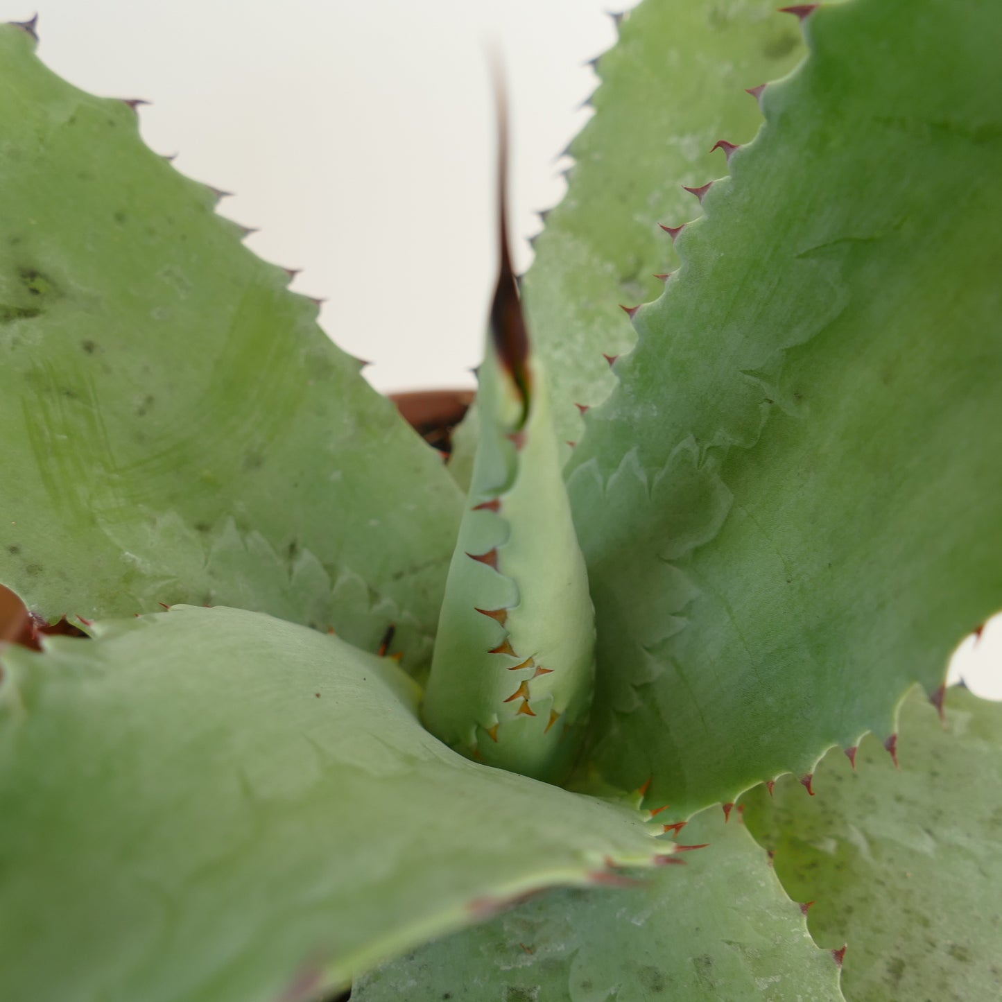Agave americana X mitis sukkulent med brede grønne blader og rødaktige torner langs kantene