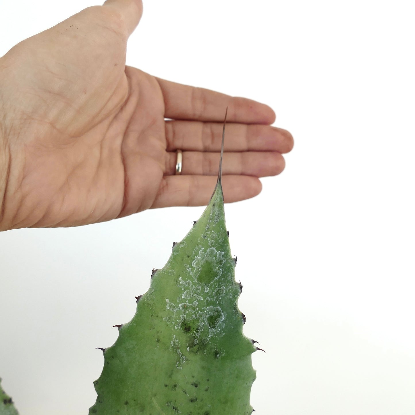 Agave cerluata x eborispina succulent leaf with sharp spines and textured surface next to hand for scale