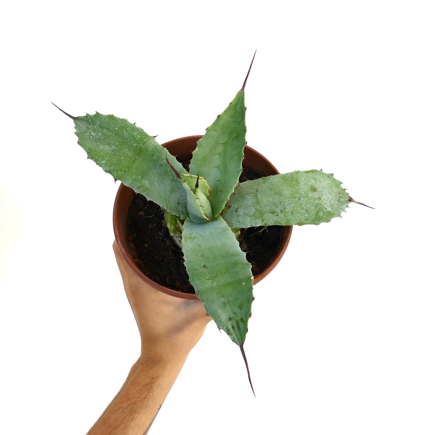Agave bovicornuta X Agave americana succulent with thick green leaves and sharp spines in pot