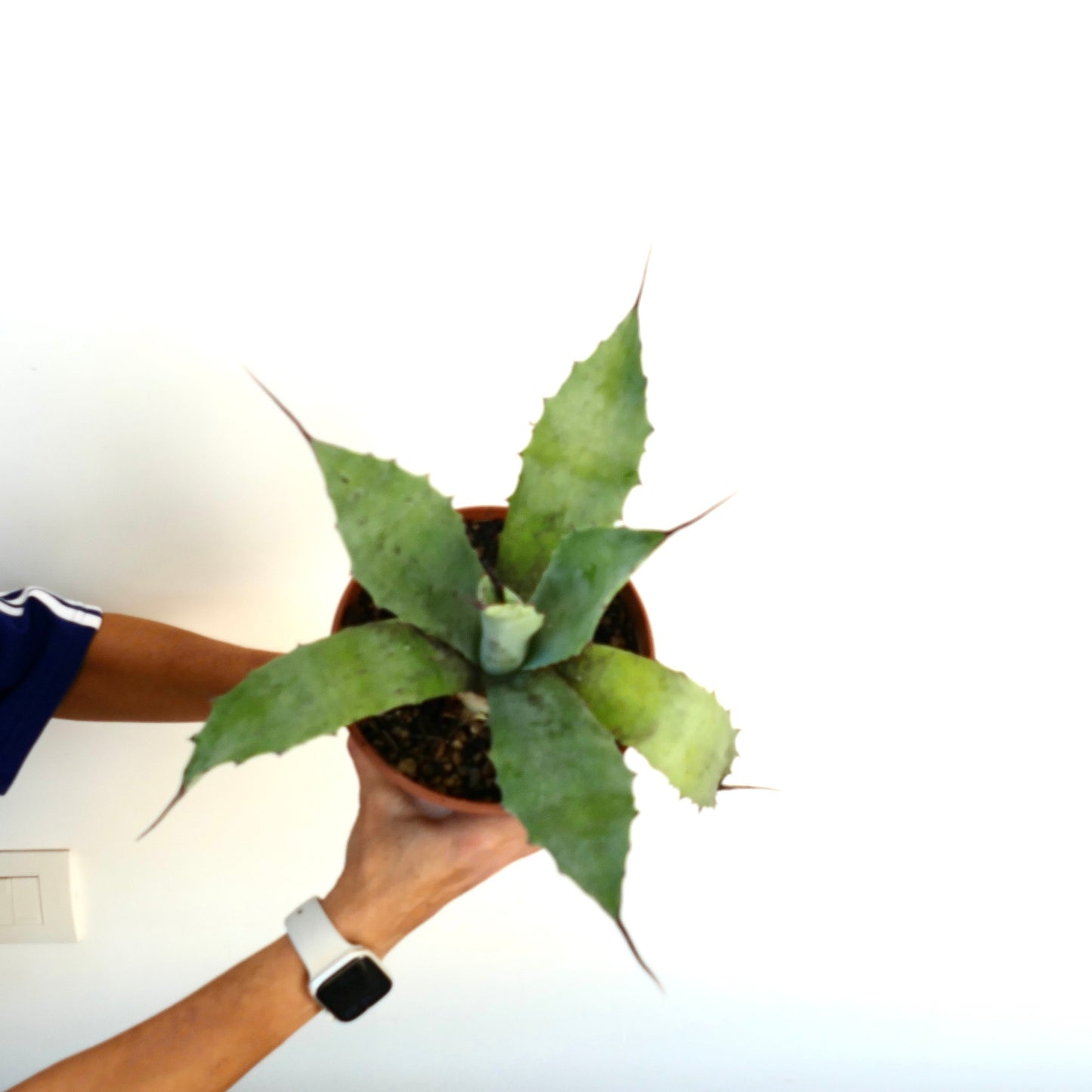 Agave americana X Agave eborispina succulent with long final spines and broad green leaves