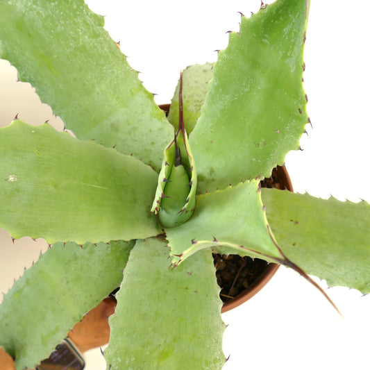 Agave celsii X Agave bovicornuta succulent with broad light green leaves and reddish spines