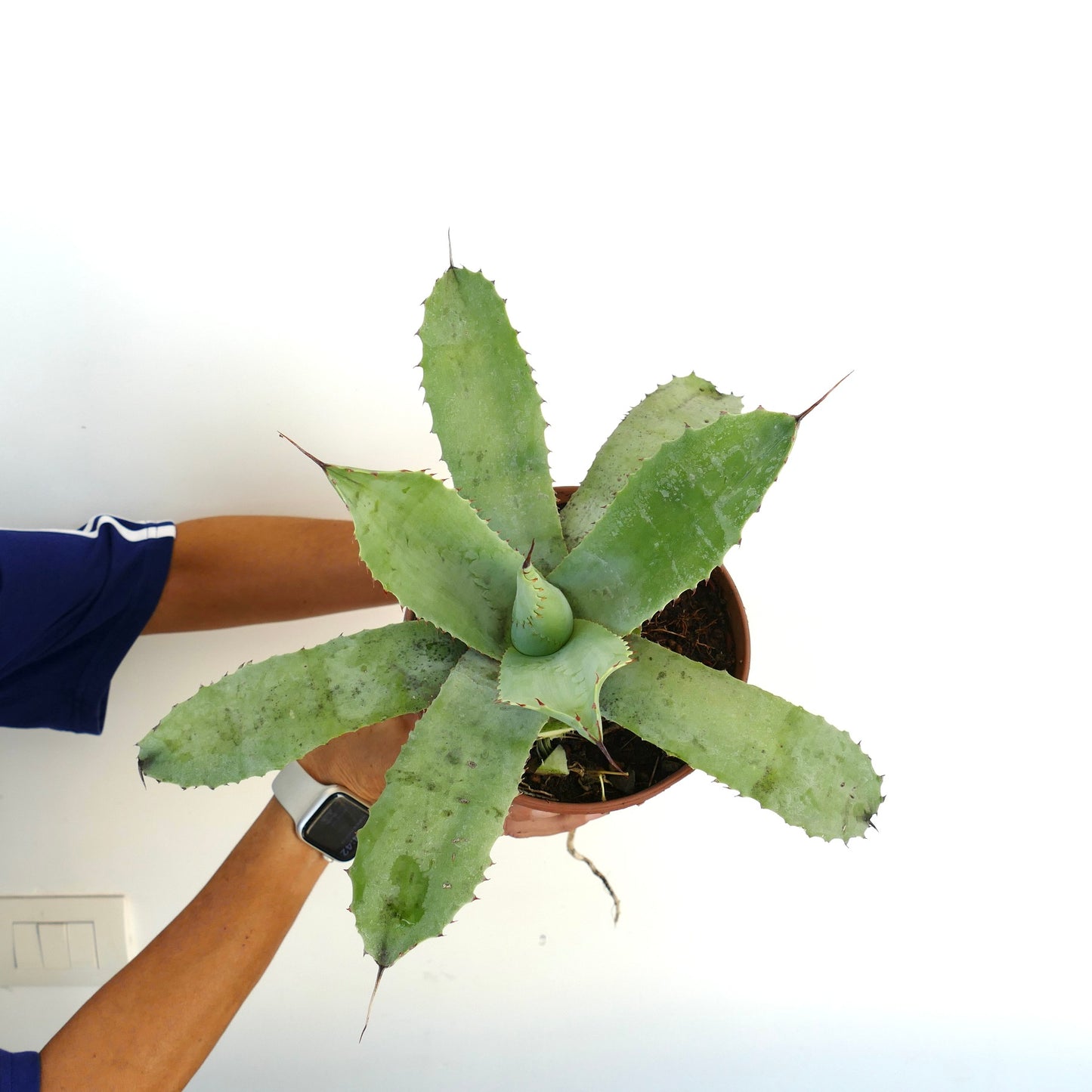 Agave celsii X Agave parryi succulent with broad, spiny-edged green leaves in a terracotta pot