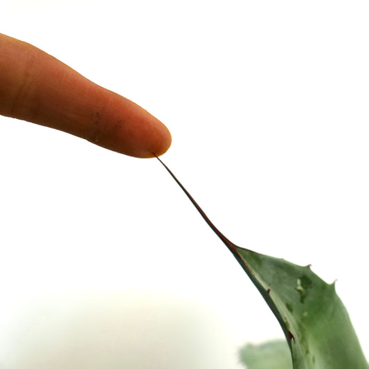 Agave parryi var. parryi X Agave ovatifolia succulent with long sharp spine and thick green leaf